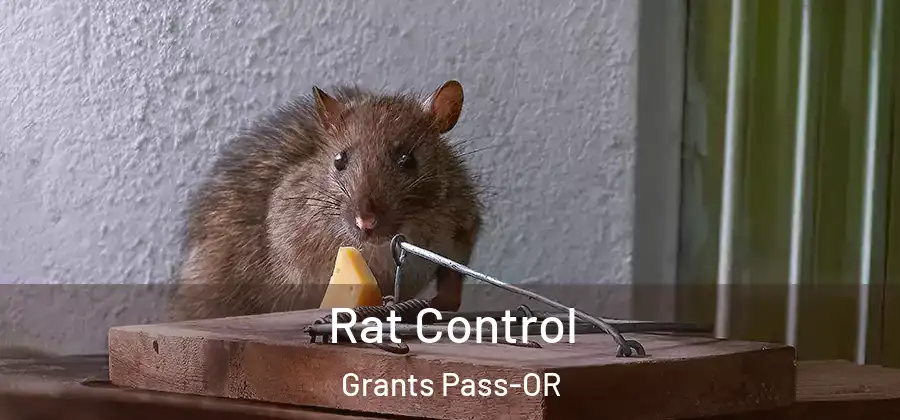  Rat Control Grants Pass-OR