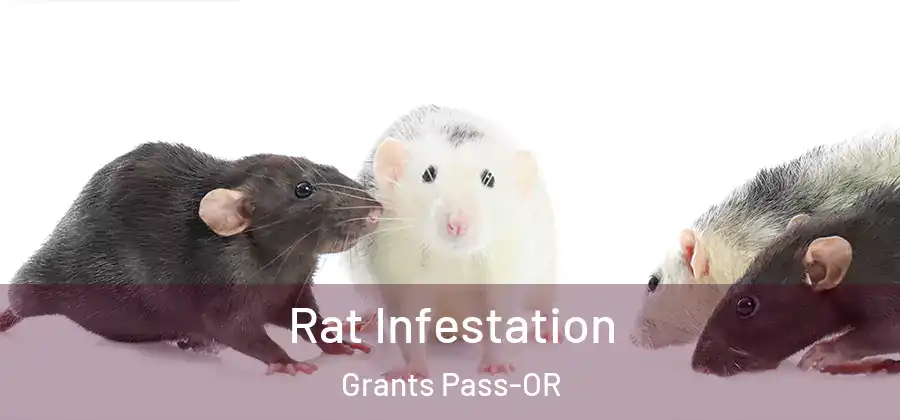  Rat Infestation Grants Pass-OR