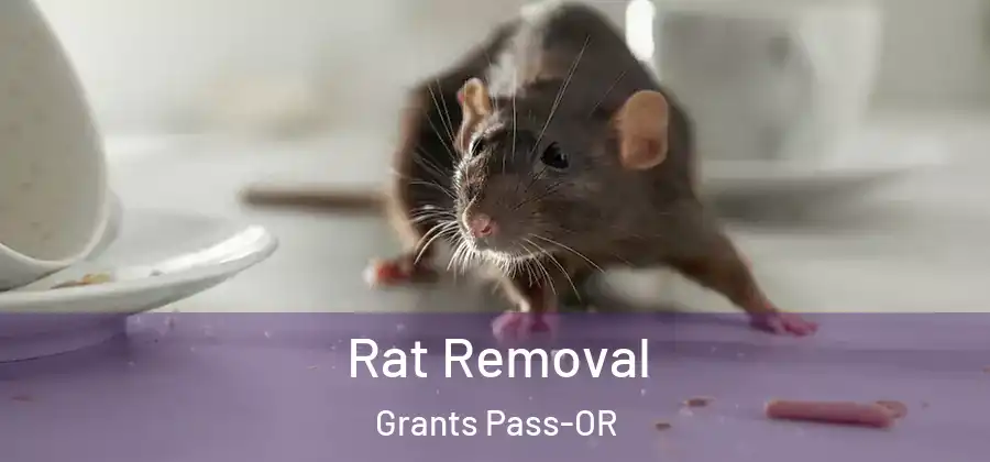 Rat Removal Grants Pass-OR