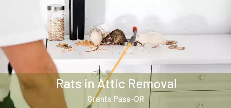  Rats in Attic Removal Grants Pass-OR
