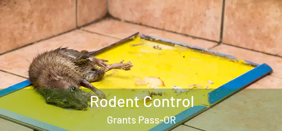 Rodent Control Grants Pass-OR