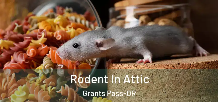  Rodent In Attic Grants Pass-OR