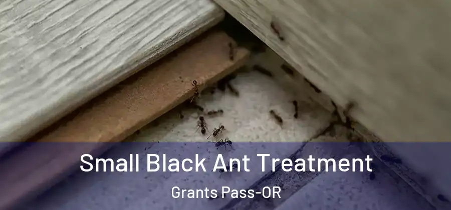 Small Black Ant Treatment Grants Pass-OR