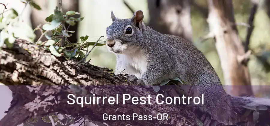  Squirrel Pest Control Grants Pass-OR