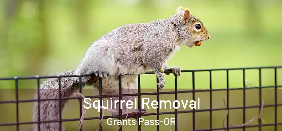  Squirrel Removal Grants Pass-OR