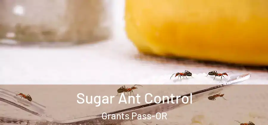  Sugar Ant Control Grants Pass-OR