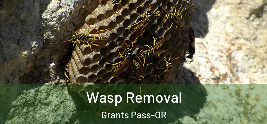 Wasp Removal Grants Pass-OR