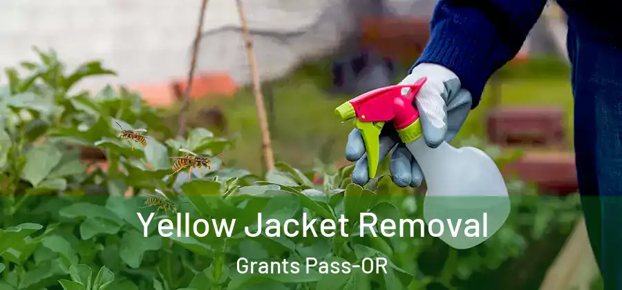  Yellow Jacket Removal Grants Pass-OR